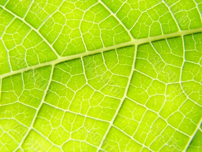 green leaf macro vains bright
