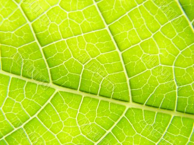 leaf macro lines