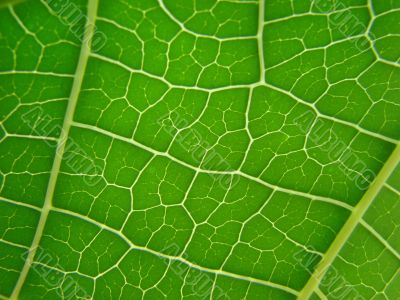 leaf macro lines