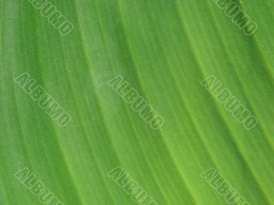 leaf macro lines
