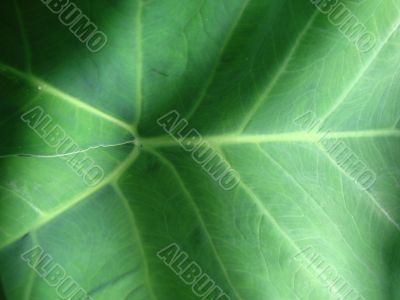 leaf macro lines