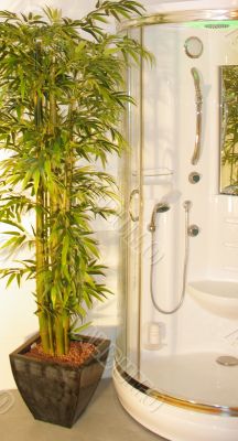 shower tree plant