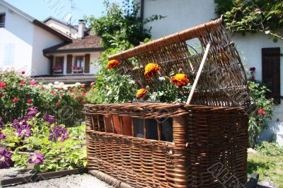 European summer flowers