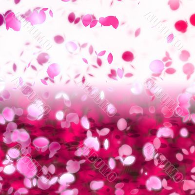 Cherry blossoms