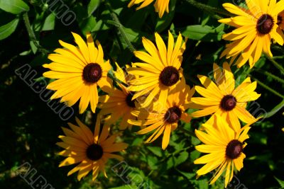 little sunflowers