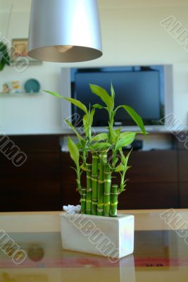 lucky bamboo