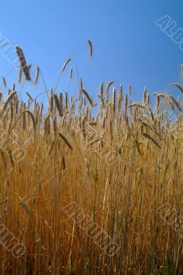 wheat field
