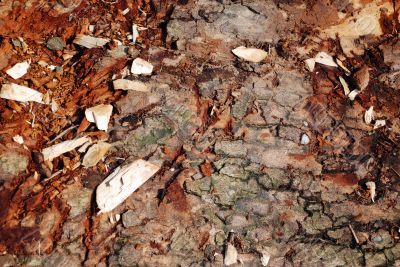 Bark Texture Close-Up