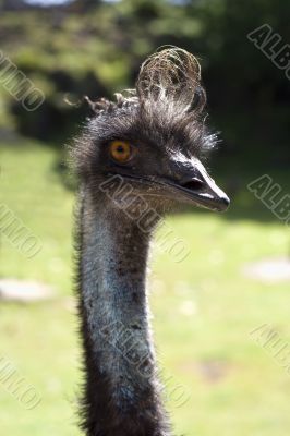 Curious ostrich