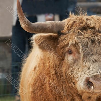 highland cow portrait
