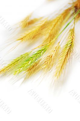 Wheat