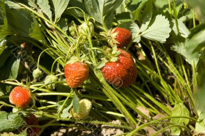red strawberry
