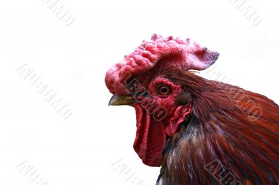 Red cock