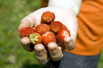 Garden strawberry