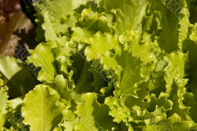 colorful lettuce leaves