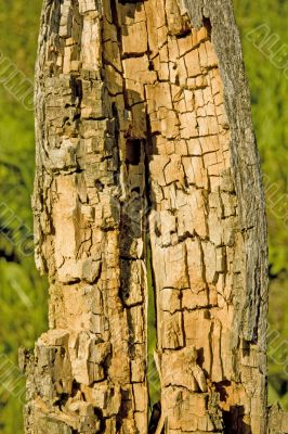  rotten and decomposed oak wood