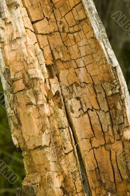  rotten and decomposed oak wood