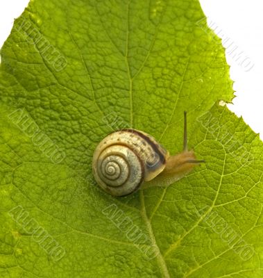 Snail