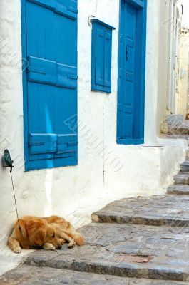 Dog at the house on the footpath
