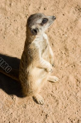 Meerkat
