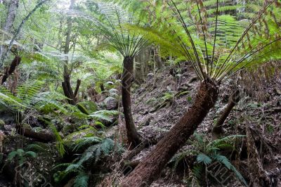 Rain Forest