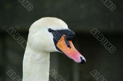 swan face head