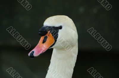 swan face head