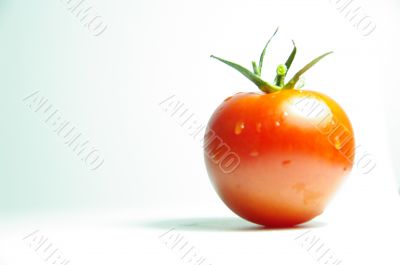 tomato red macro