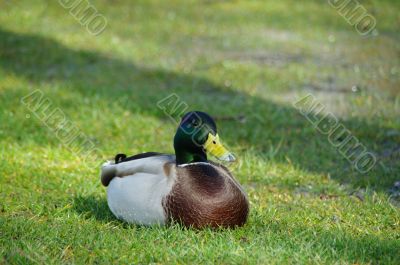 male duck