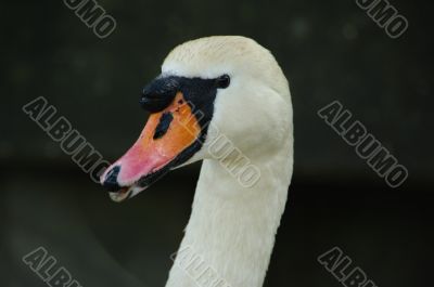 swan face head