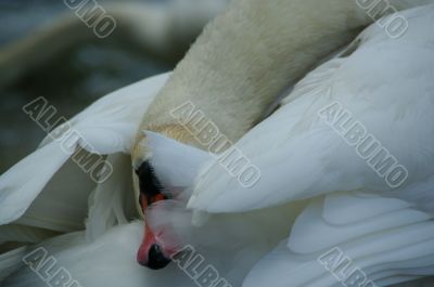swan cleaning