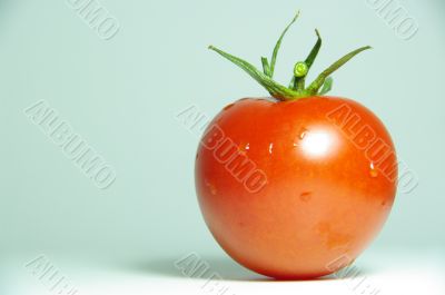 tomato red macro