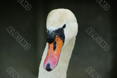 swan face head