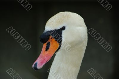 swan face head