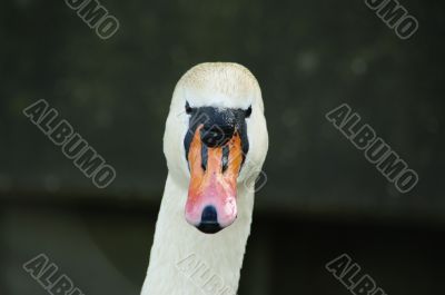 swan face head
