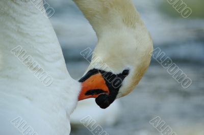 swan cleaning
