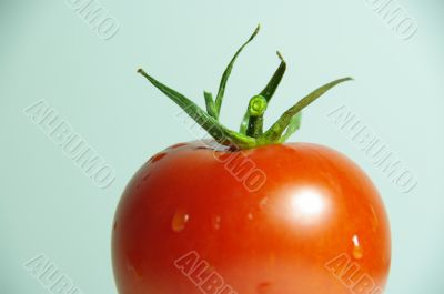 tomato red macro