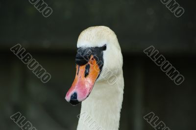 swan face head