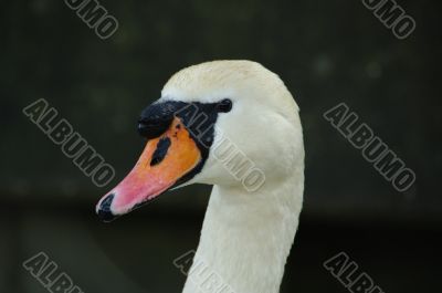 swan face head