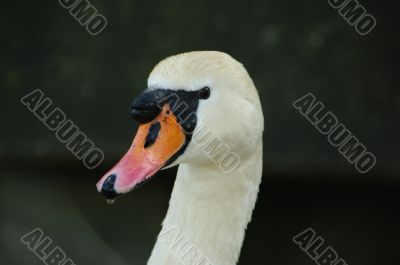 swan face head