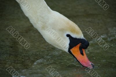 swan face head water