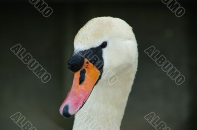 swan face head