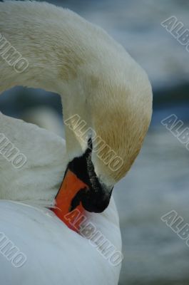 swan cleaning