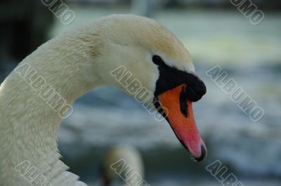 swan cleaning