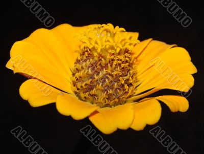 flower yellow