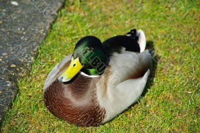 male duck grass