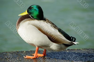 male duck
