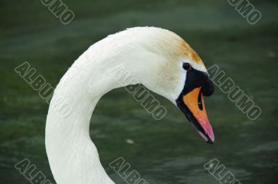 swan face head side