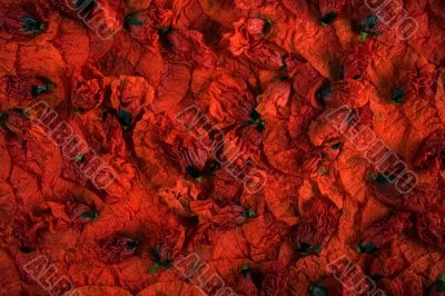 Poppy buds