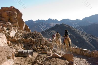 Riding camels on Sinai